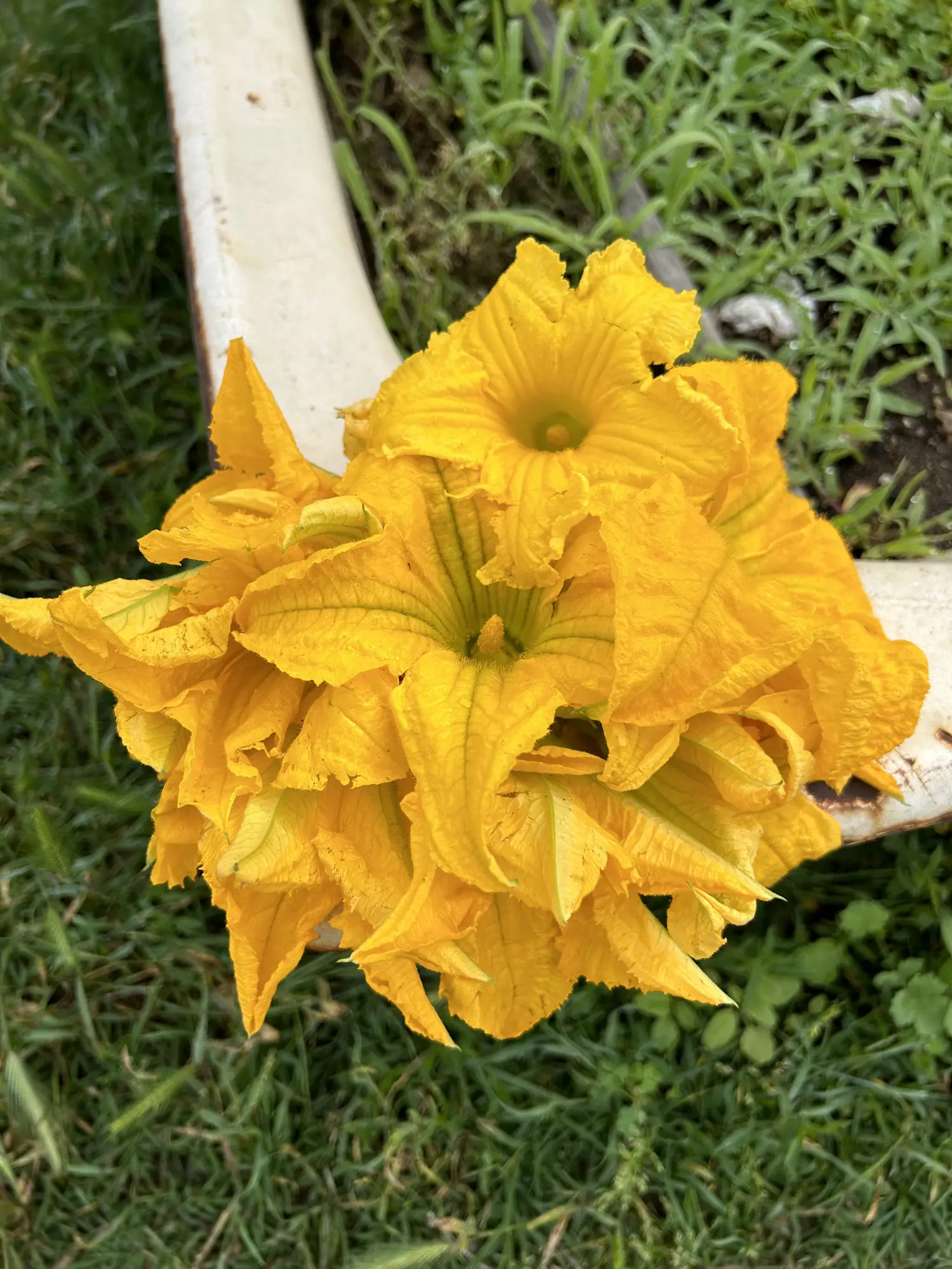 Orto biologico Le Querce, foto 10