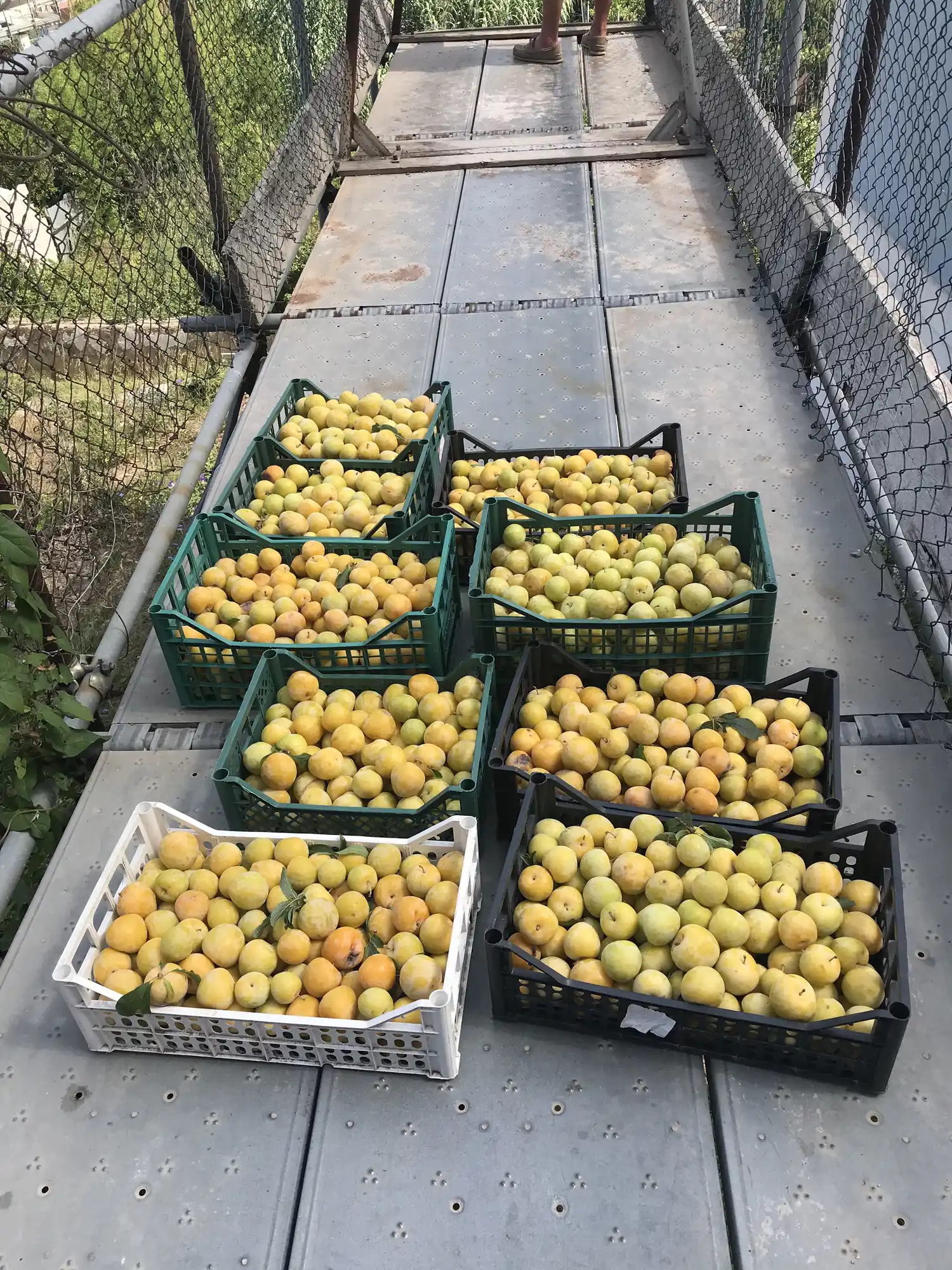 Orto biologico Le Querce, foto 11