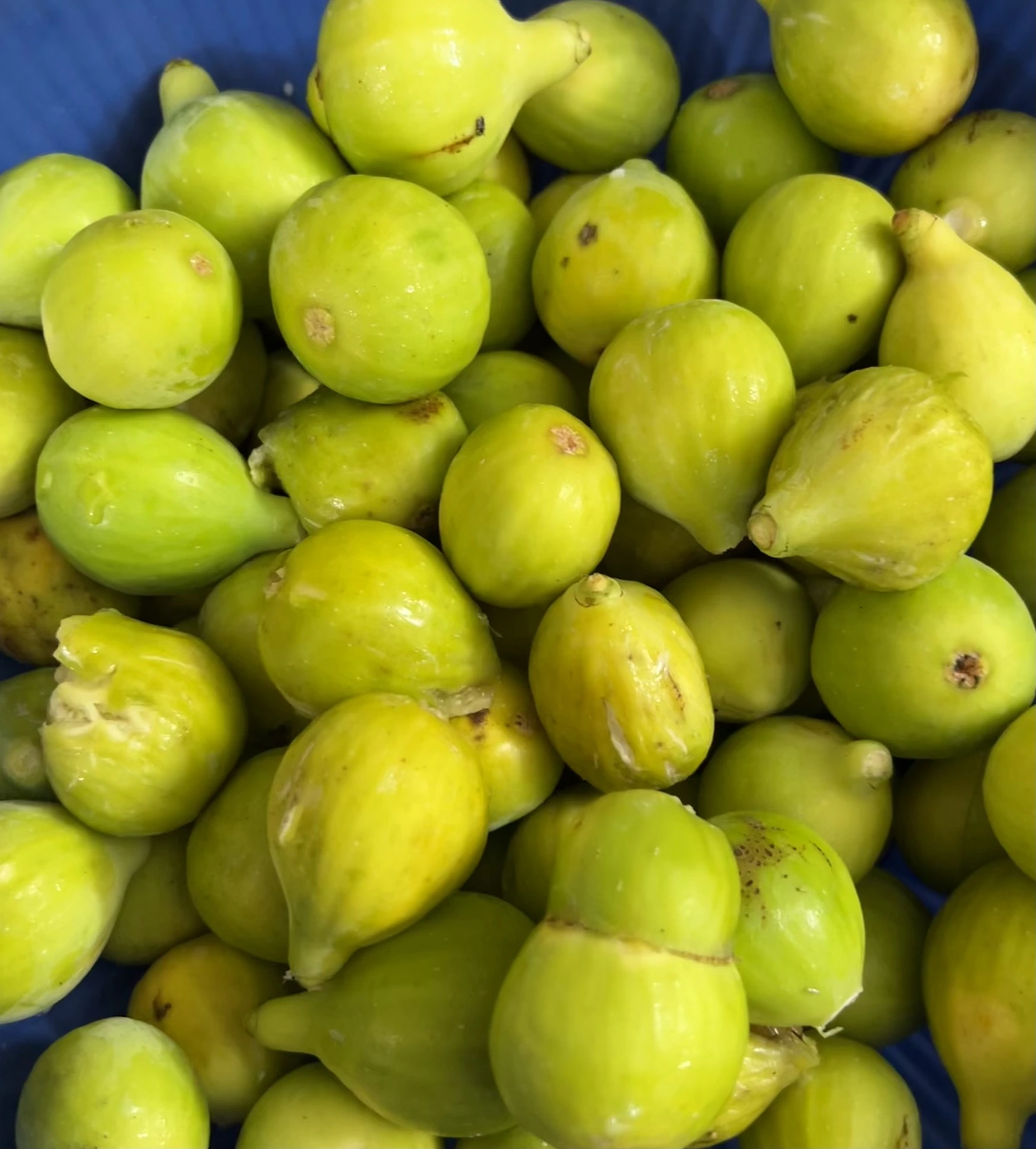 Orto biologico Le Querce, foto 4