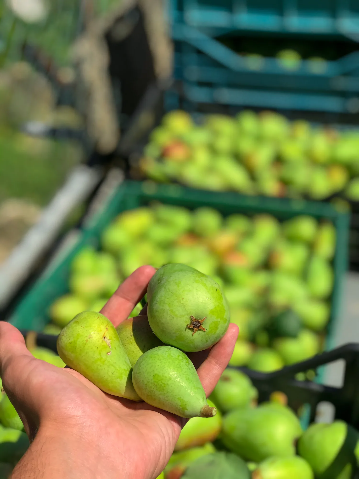 Orto biologico Le Querce, foto 6